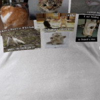 lolcats, lol-cat, pic-drunk-lol-cat, lol_cat_st... T-shirt